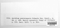 Aecidium pentastemonis image